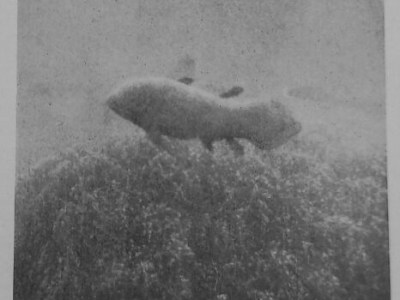 Bridget Baker. Residenza del progetto The Remains of the Father_chapter n.2 – Palermo/Lampedusa 2014